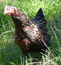 Brownie the chicken: our farm mascot!