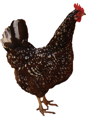 Brownie the chicken—our farm mascot!