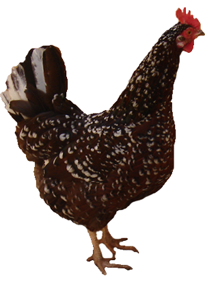 Brownie the chicken: our farm mascot!