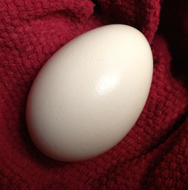 Micro farm goose eggs